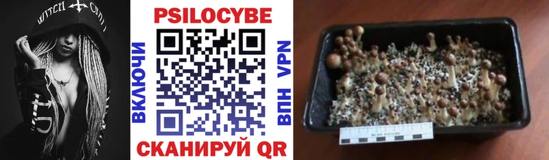 где найти   Чухлома  Галлюциногенные грибы Cubensis 